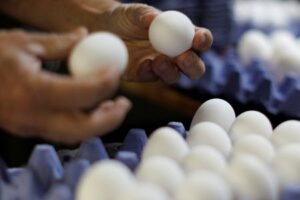 Laid-off: Former Tyson Foods chicken farmers face high costs switching to eggs