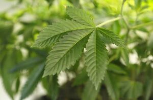 Trulieve Cannabis' quarterly loss narrows on demand boost