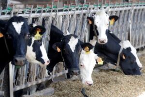 European dairy, pork producers wary of Chinese retaliation for EV tariffs