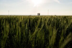 Farmers' financial pain spills from Kansas wheat fields to Main Streets