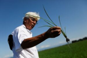 Venezuela's rice, corn production rise as buyers loan farmers supplies