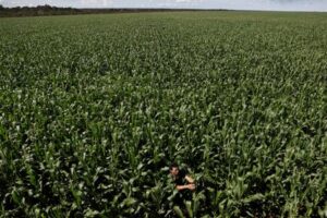 Soy grown illegally on Brazil's tribal lands finds its way to global markets