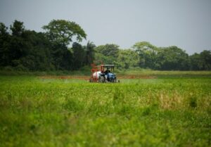 Venezuela's rice, corn production rise as buyers loan farmers supplies