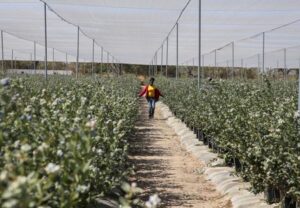 Zimbabwe blueberry farmers chase booming demand but face funding woes