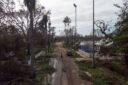 Florida farmers scramble to reach cattle after Hurricane Ian